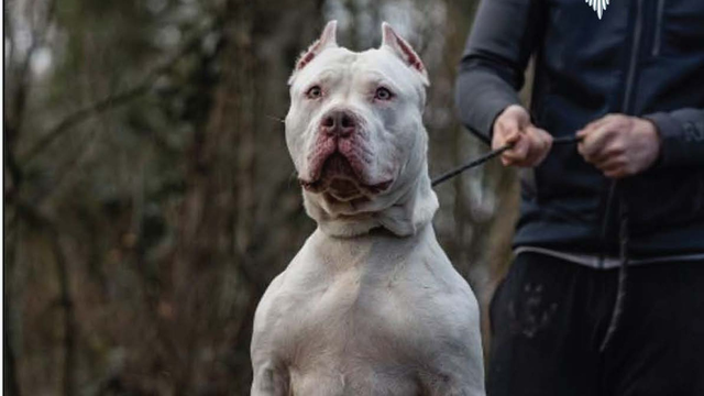 92斤恶犬咬死老人被当场击毙,狗主被重判12年 92斤恶犬咬死老人被当场击毙,狗主被重判12年