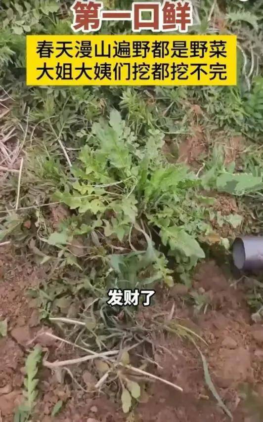 别不服 全国“挖野菜”最上头的省份是他 别不服 全国“挖野菜”最上头的省份是他