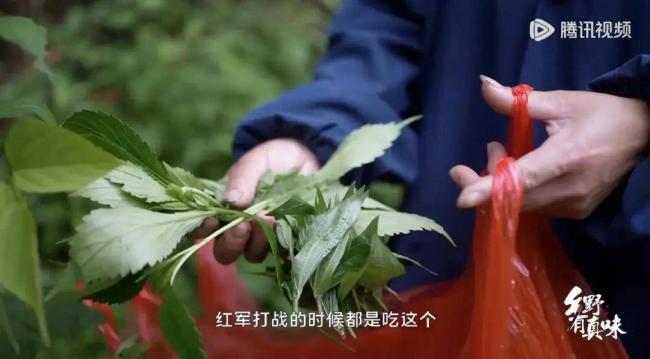 别不服 全国“挖野菜”最上头的省份是他 别不服 全国“挖野菜”最上头的省份是他