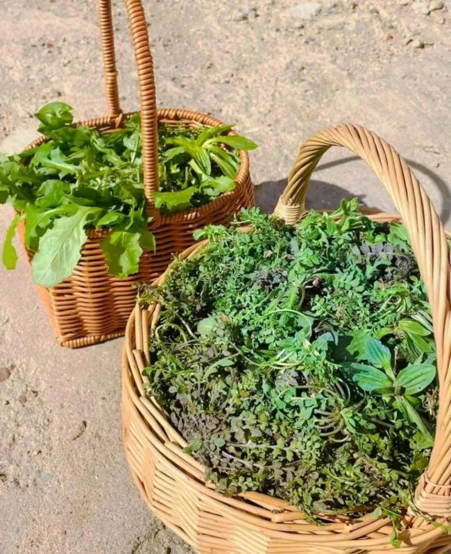 别不服 全国“挖野菜”最上头的省份是他 别不服 全国“挖野菜”最上头的省份是他