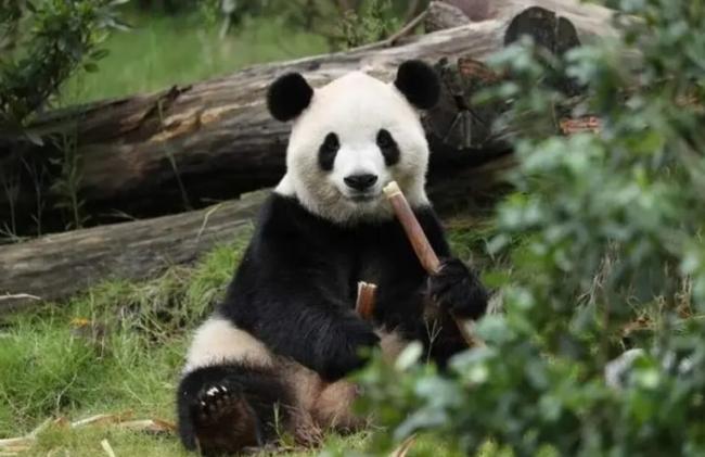 川习会前 中国宣布2只大熊猫赴美10年 川习会前 中国宣布2只大熊猫赴美10年