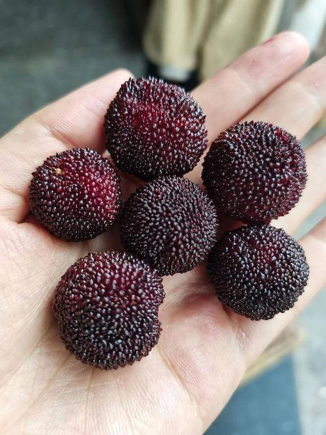 泡8000倍甜味剂!这水果塌房, 工人:我不敢吃 泡8000倍甜味剂!这水果塌房, 工人:我不敢吃