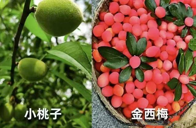 泡8000倍甜味剂!这水果塌房, 工人:我不敢吃 泡8000倍甜味剂!这水果塌房, 工人:我不敢吃