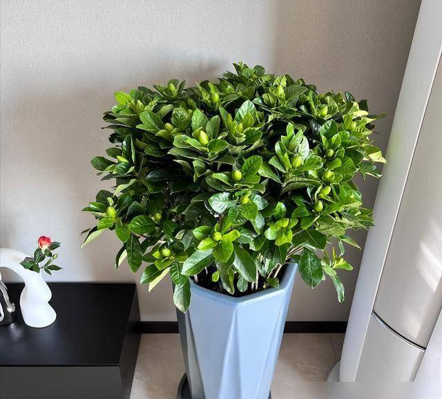 老话讲:“阳台摆3花,家败不旺财” 老话讲:“阳台摆3花,家败不旺财”