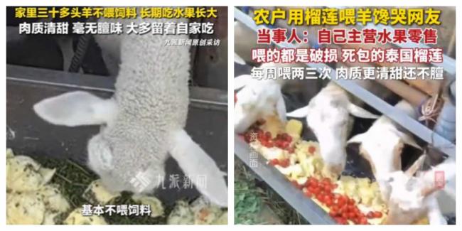 30只羊狂嗑A级榴梿2年 河北饲主曝羊肉惊人变化 30只羊狂嗑A级榴梿2年 河北饲主曝羊肉惊人变化