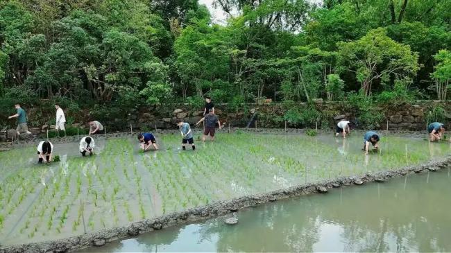 刷屏了,马云率领阿里高管们集体下田插秧 刷屏了,马云率领阿里高管们集体下田插秧