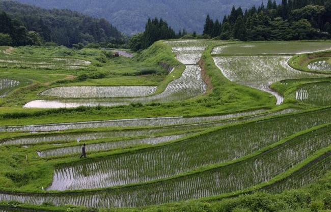 日本外国人结构大翻盘 这个国家很意外 日本外国人结构大翻盘 这个国家很意外