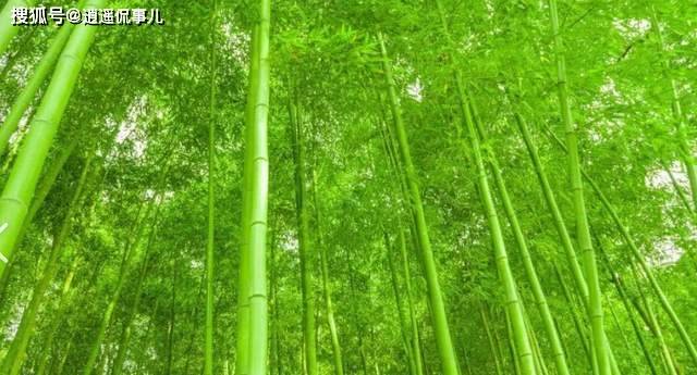 美为何大规模限制竹子?原来竹子比想象的更可怕 美为何大规模限制竹子?原来竹子比想象的更可怕