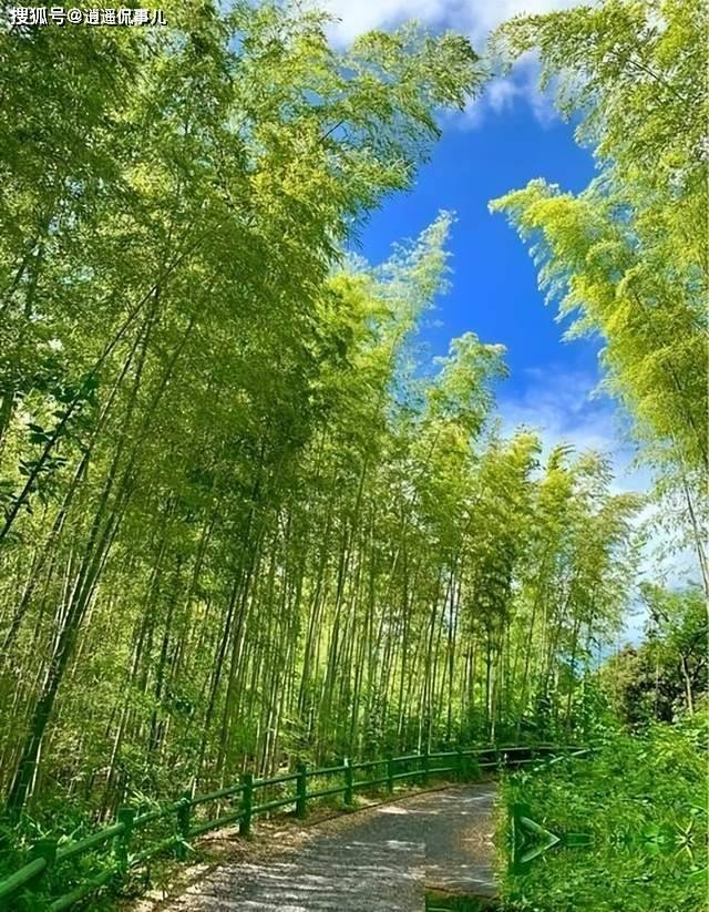美为何大规模限制竹子?原来竹子比想象的更可怕 美为何大规模限制竹子?原来竹子比想象的更可怕