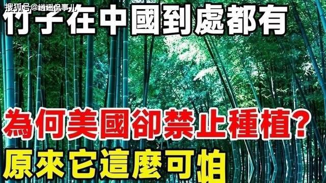美为何大规模限制竹子?原来竹子比想象的更可怕 美为何大规模限制竹子?原来竹子比想象的更可怕