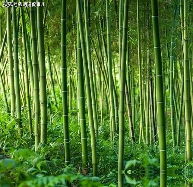美为何大规模限制竹子?原来竹子比想象的更可怕 美为何大规模限制竹子?原来竹子比想象的更可怕