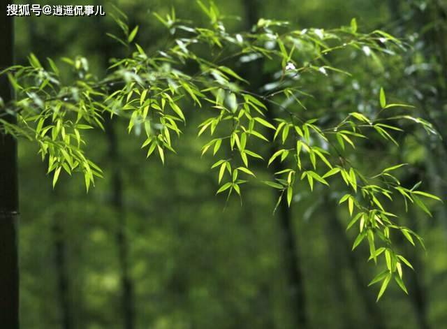 美为何大规模限制竹子?原来竹子比想象的更可怕 美为何大规模限制竹子?原来竹子比想象的更可怕