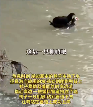 视频疯传:鸡被洪水困住 鸭子赶来救援 背鸡上岸 视频疯传:鸡被洪水困住 鸭子赶来救援 背鸡上岸