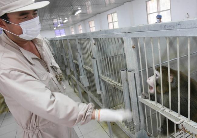 中国新药研发火热 实验猴价格逼近20万元 中国新药研发火热 实验猴价格逼近20万元