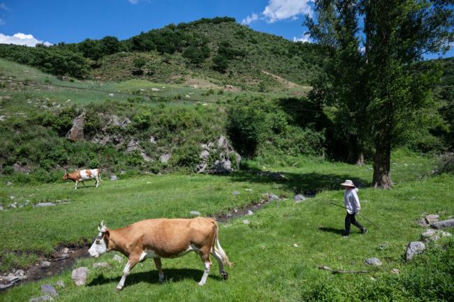 北方越来越绿...中国成牛肉大国 北方越来越绿...中国成牛肉大国