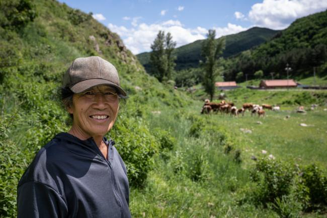 北方越来越绿...中国成牛肉大国 北方越来越绿...中国成牛肉大国