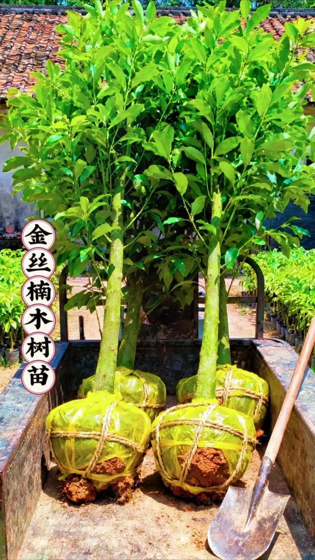 金丝楠木值上亿!树苗才10元一棵,为什么没人种 金丝楠木值上亿!树苗才10元一棵,为什么没人种