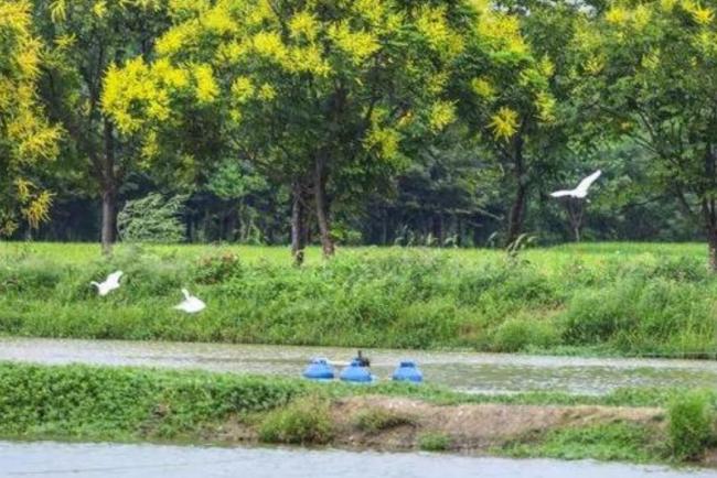 白鹭每天准时来蹭饭 鱼塘老板愁坏全网求支招 白鹭每天准时来蹭饭 鱼塘老板愁坏全网求支招