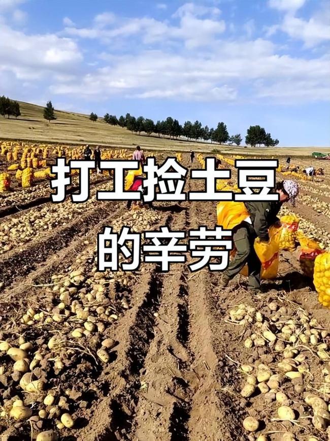 四川小伙赴内蒙捡土豆 工资到账他当场看呆 四川小伙赴内蒙捡土豆 工资到账他当场看呆