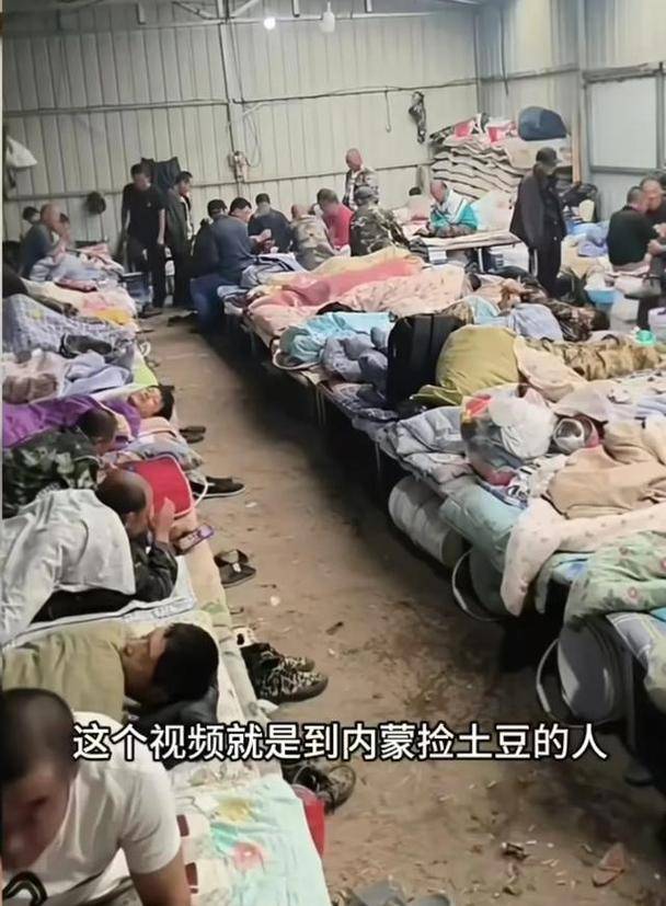 四川小伙赴内蒙捡土豆 工资到账他当场看呆 四川小伙赴内蒙捡土豆 工资到账他当场看呆