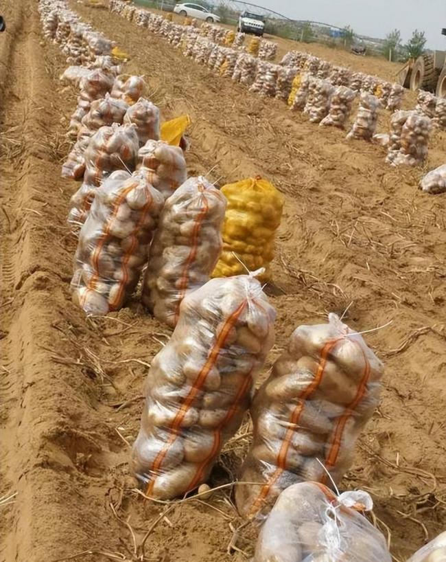 四川小伙赴内蒙捡土豆 工资到账他当场看呆 四川小伙赴内蒙捡土豆 工资到账他当场看呆