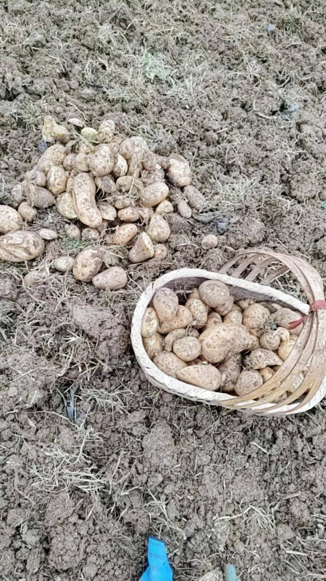 四川小伙赴内蒙捡土豆 工资到账他当场看呆 四川小伙赴内蒙捡土豆 工资到账他当场看呆