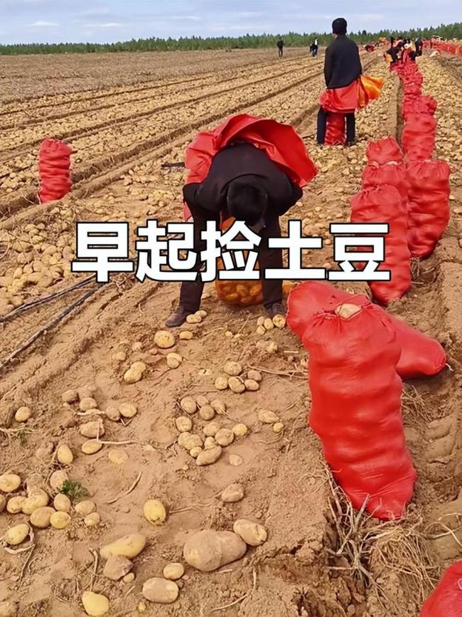 四川小伙赴内蒙捡土豆 工资到账他当场看呆 四川小伙赴内蒙捡土豆 工资到账他当场看呆