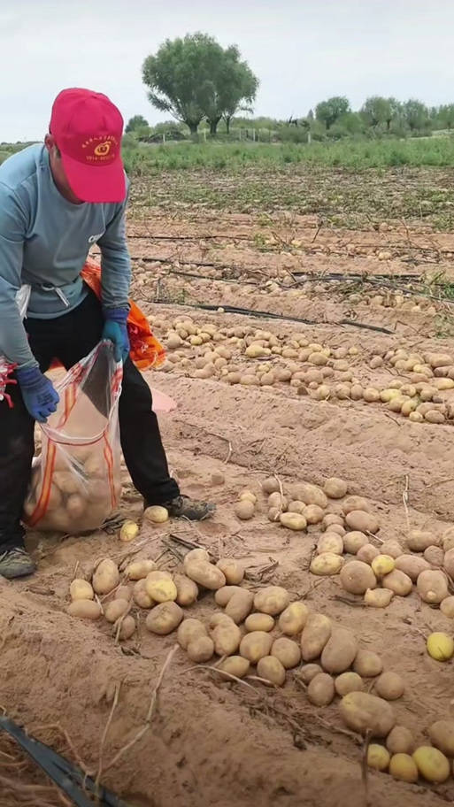 四川小伙赴内蒙捡土豆 工资到账他当场看呆 四川小伙赴内蒙捡土豆 工资到账他当场看呆