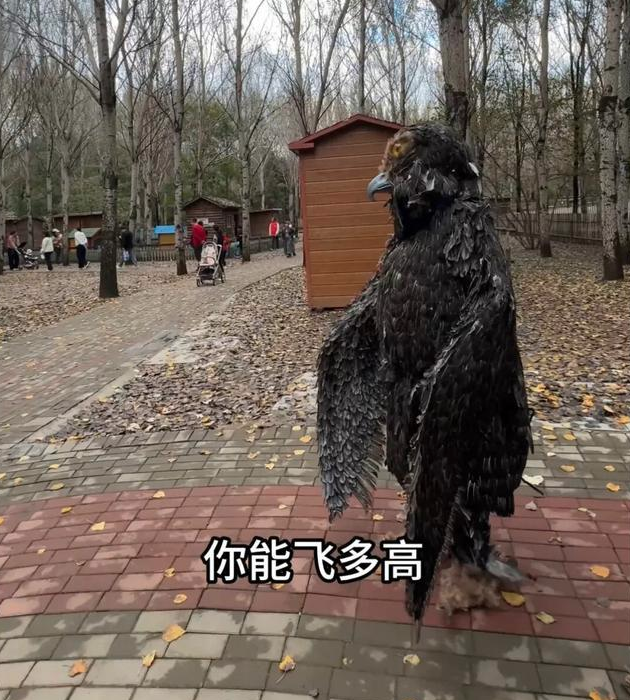 “我是雕 你才是老鹰” 沈阳景区“雕王”爆红 “我是雕 你才是老鹰” 沈阳景区“雕王”爆红