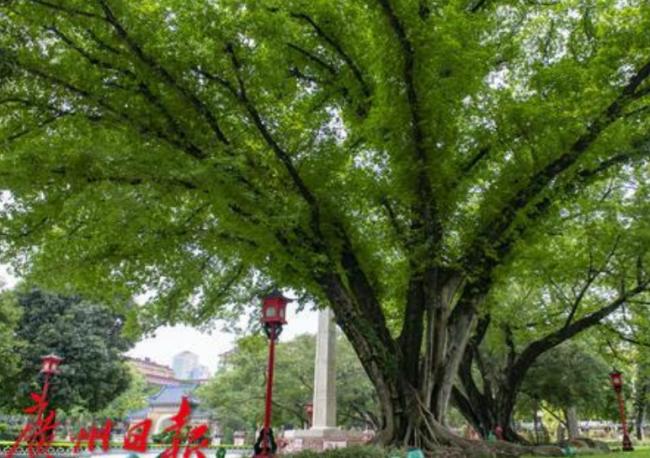 大规模砍树触怒习近平 他国庆前夕已被带走 大规模砍树触怒习近平 他国庆前夕已被带走