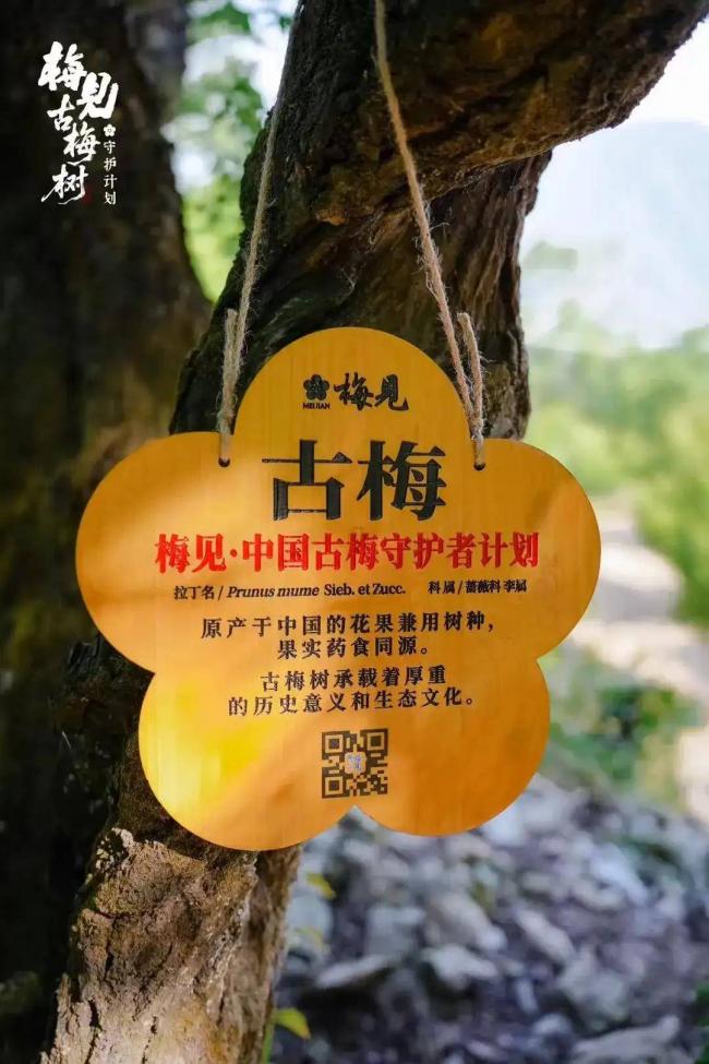 古树茶古树青梅老柑陈皮 为什么越老越值钱 古树茶古树青梅老柑陈皮 为什么越老越值钱
