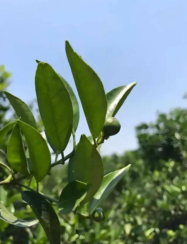 古树茶古树青梅老柑陈皮 为什么越老越值钱 古树茶古树青梅老柑陈皮 为什么越老越值钱