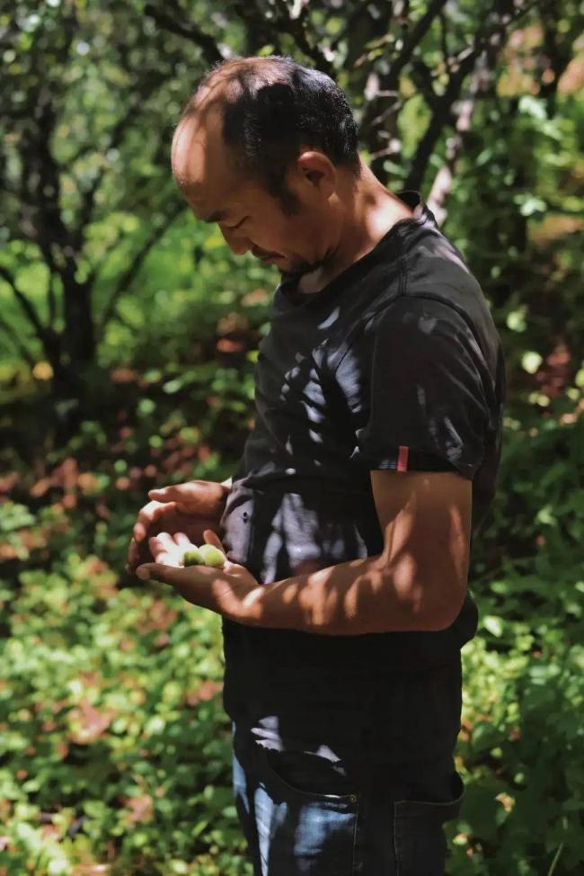 古树茶古树青梅老柑陈皮 为什么越老越值钱 古树茶古树青梅老柑陈皮 为什么越老越值钱