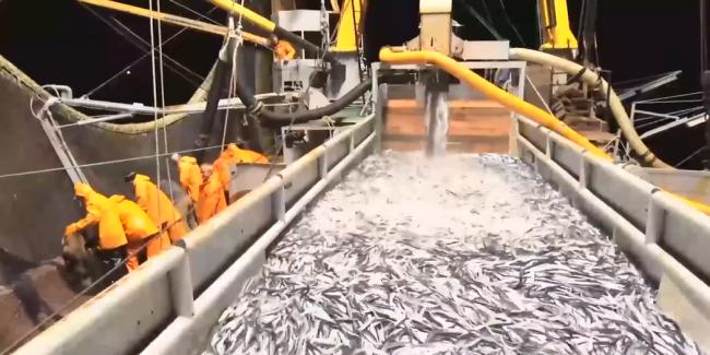 你吃的海鲜背后:水产养殖业的肮脏秘密 你吃的海鲜背后:水产养殖业的肮脏秘密