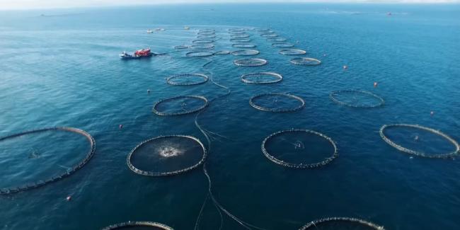 你吃的海鲜背后:水产养殖业的肮脏秘密 你吃的海鲜背后:水产养殖业的肮脏秘密