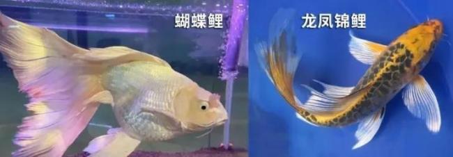 重庆男子捕获“怪鱼” 网友:牢底坐穿 重庆男子捕获“怪鱼” 网友:牢底坐穿