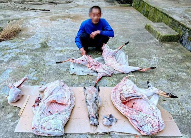 胆大包天!贩卖“野味” 护林员布 980 米电网 胆大包天!贩卖“野味” 护林员布 980 米电网